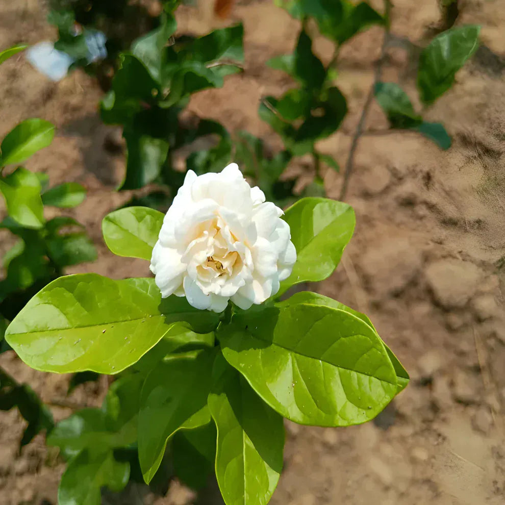 Premium Double Jasmine Seeds | Flower Seeds Jasmine Plant White Flowers Home Planting  Premium Double Jasmine Seeds