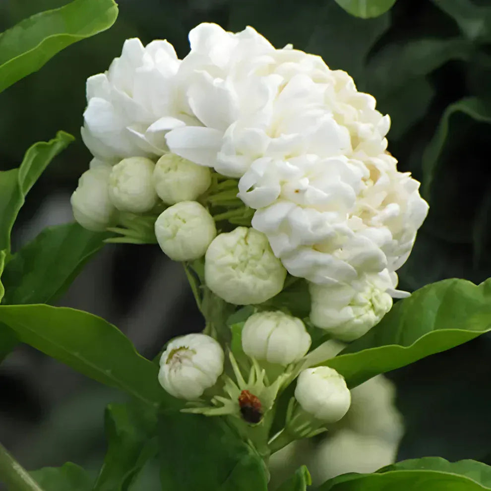 Premium Double Jasmine Seeds | Flower Seeds Jasmine Plant White Flowers Home Planting  Premium Double Jasmine Seeds