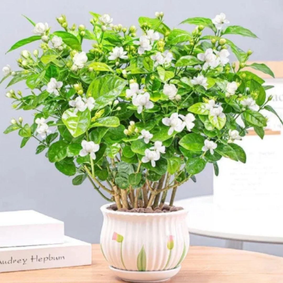 Premium Double Jasmine Seeds | Flower Seeds Jasmine Plant White Flowers Home Planting  Premium Double Jasmine Seeds