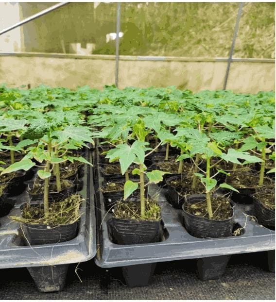 Special Golden Papaya 50 Seeds | Papaya Dietary Fiber Nutrients Papaya Seeds Enzyme Vitamins Special Golden Papaya Seeds (50 seeds)