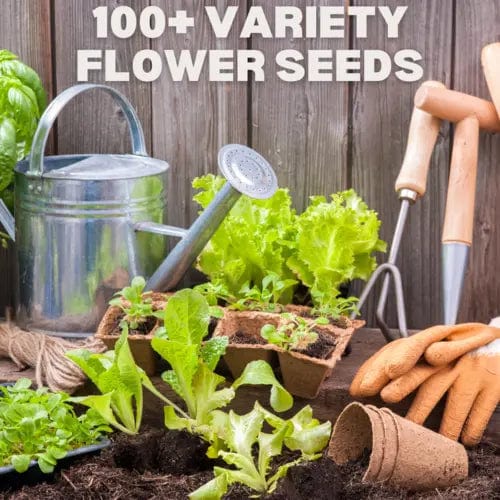 Sun Flower Seeds Daisy Flower Flowering Plants Germination Of Seed - BlossomBloom™️ (Pack of 100 Seeds) Multiple Variety Of Flower Seeds (Pack of 100 Seeds) Zaavio.co®